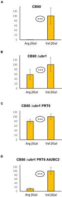 A Yeast-Based Functional Assay to Study Plant N-Degron – N-Recognin Interactions